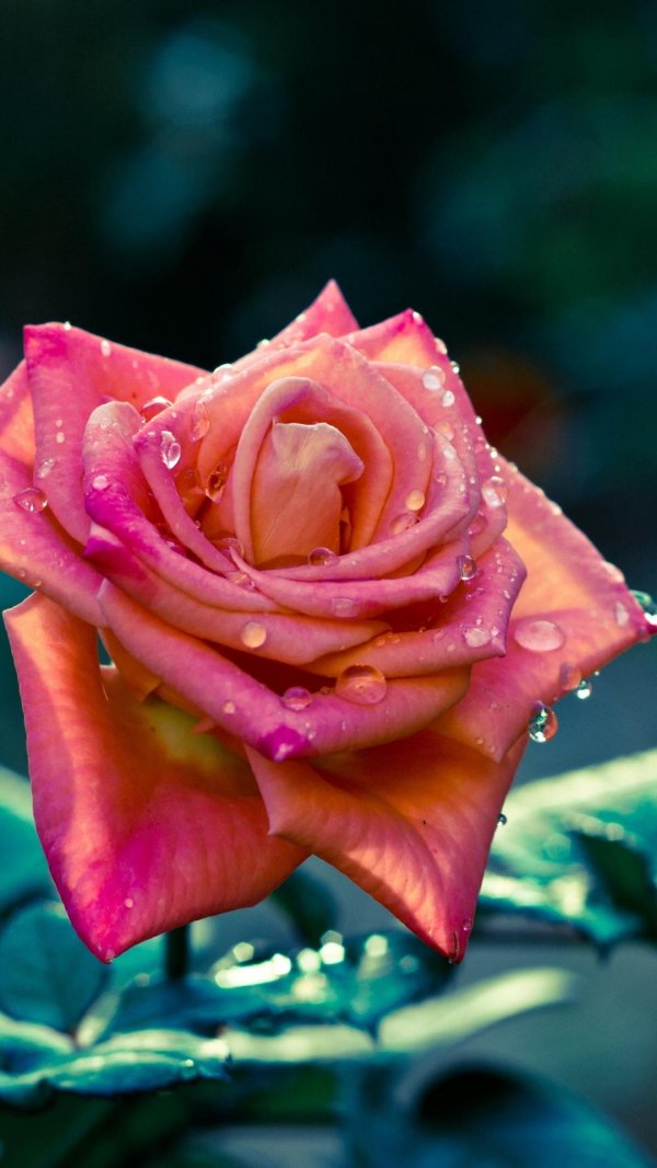 цветок роза