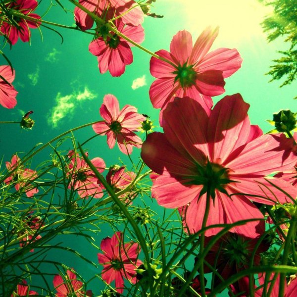 cosmos flower