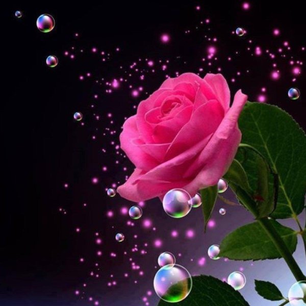 розовые розы темы