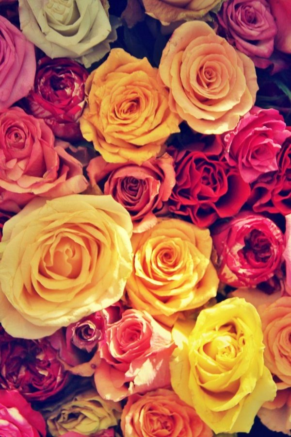 разные розы
