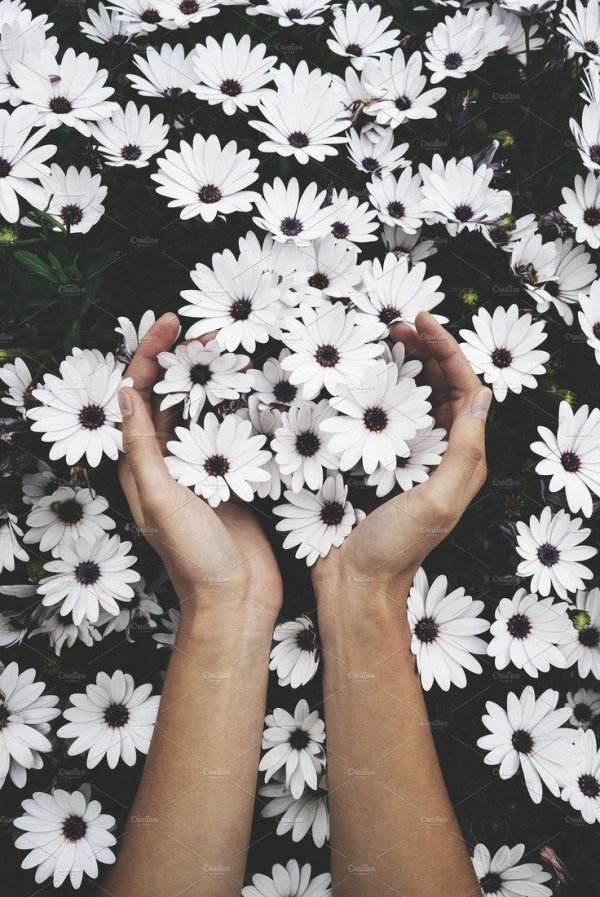 остеоспермум капская маргаритка