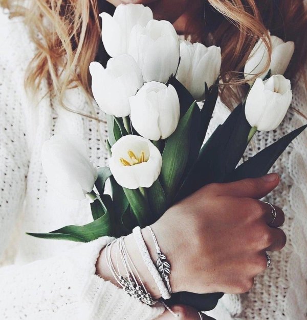 белые тюльпаны