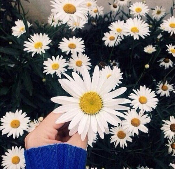 ромашка нивяник