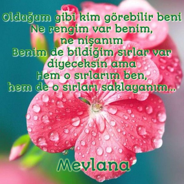 красивая цветок