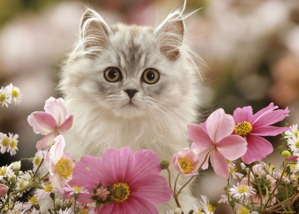 котенок красивый