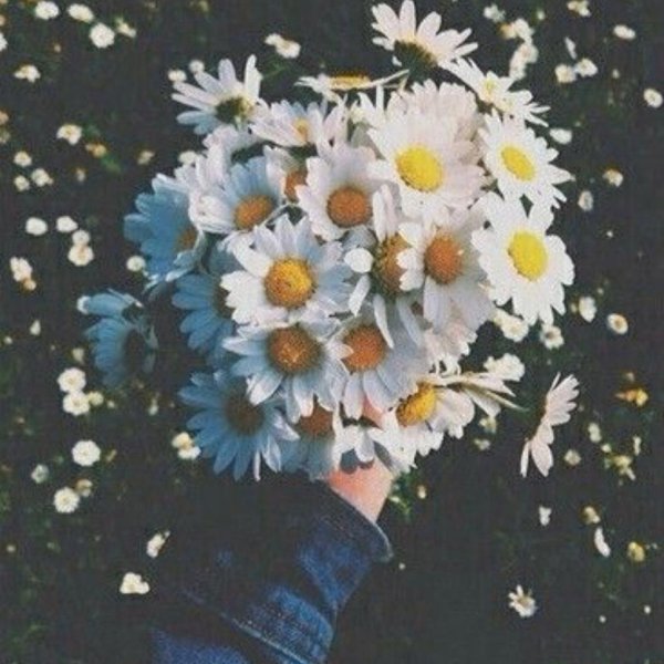 букет ромашек