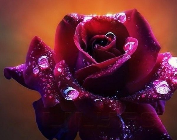 бордовая роза