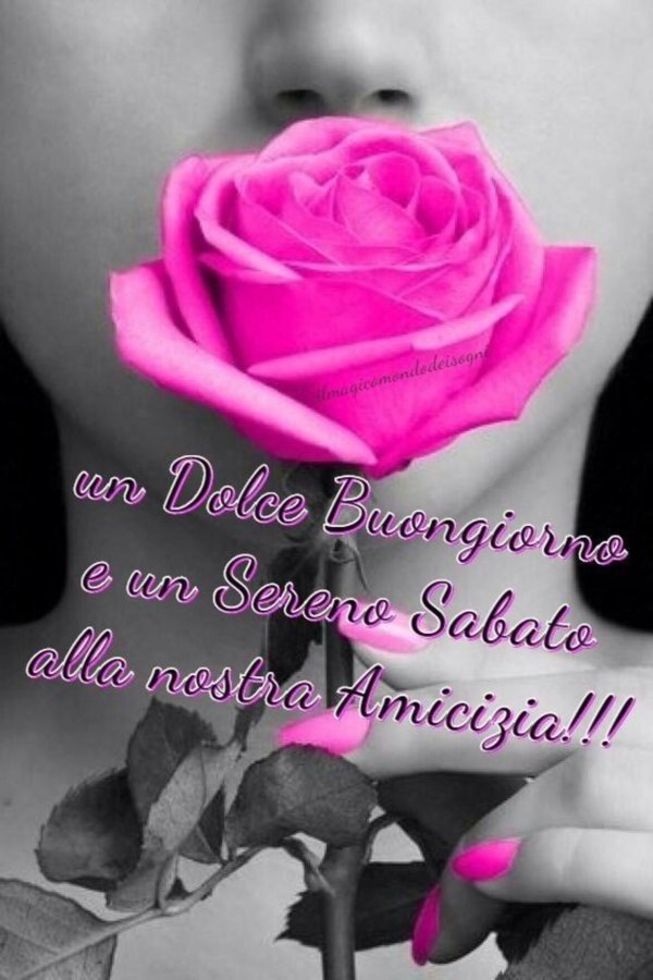 розовая роза