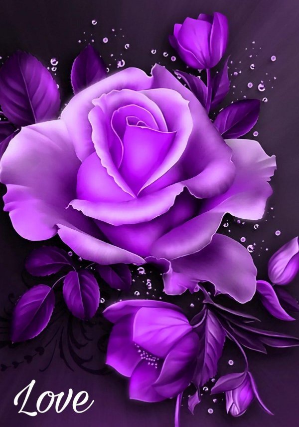 фиолетовые цветки