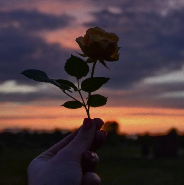 эстетика роз