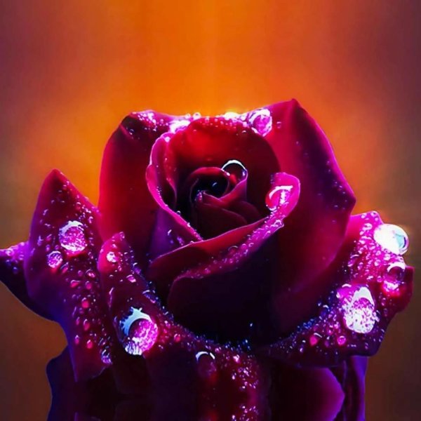 красивая цветок