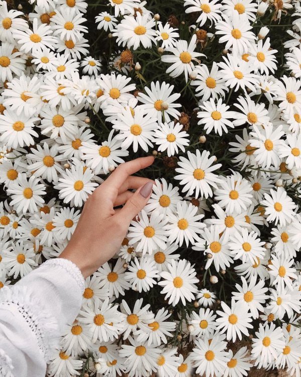 много ромашек