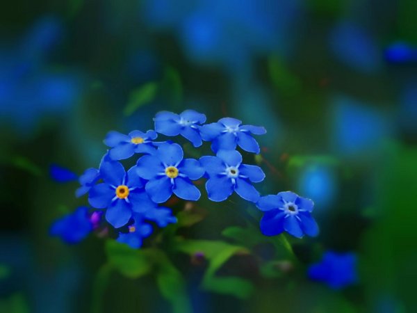 Девушка с незабудками