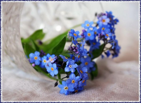 Девушка с незабудками