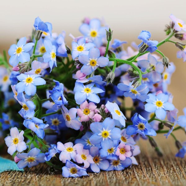 Девушка с незабудками