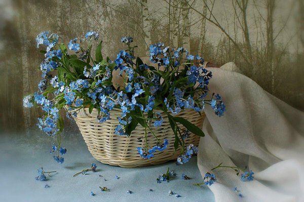 Девушка с незабудками