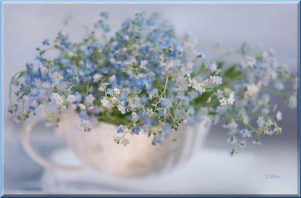 Девушка с незабудками