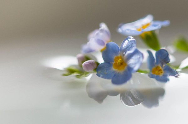 Девушка с незабудками