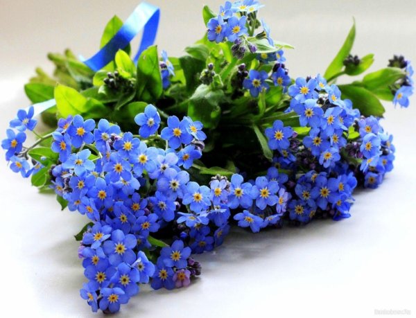 Девушка с незабудками