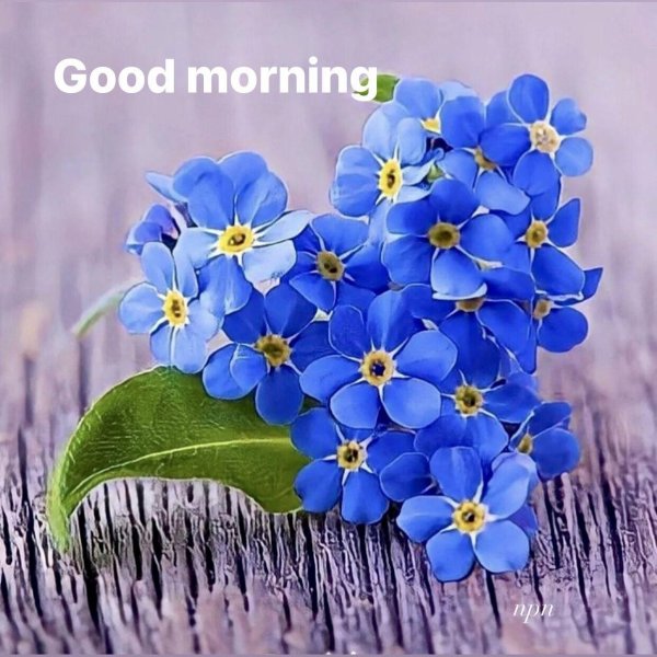 Девушка с незабудками