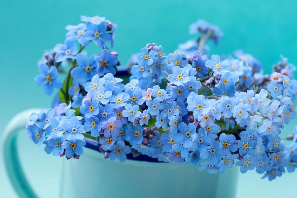 Девушка с незабудками