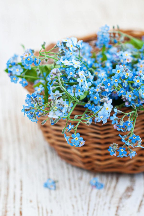 Девушка с незабудками