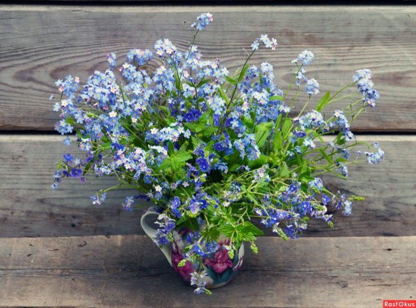 Девушка с незабудками