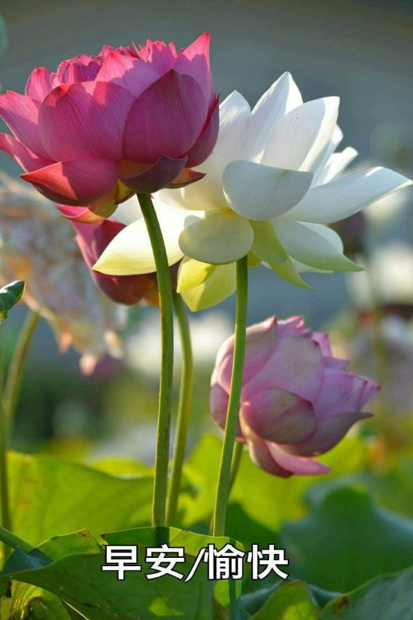 цветки лотоса