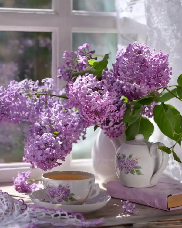 сирень хелен