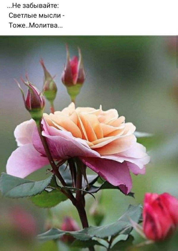 роза цветок