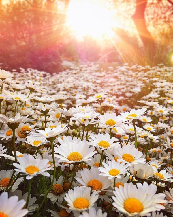 ромашки солнце