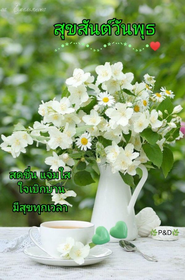 цветки жасмина