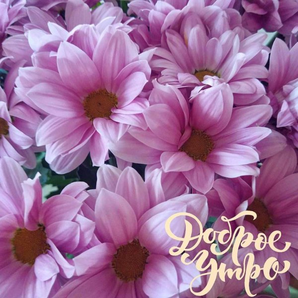 хризантема космо пинк горшечная