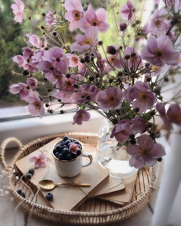 цветы утренние