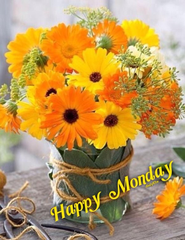 календула марица