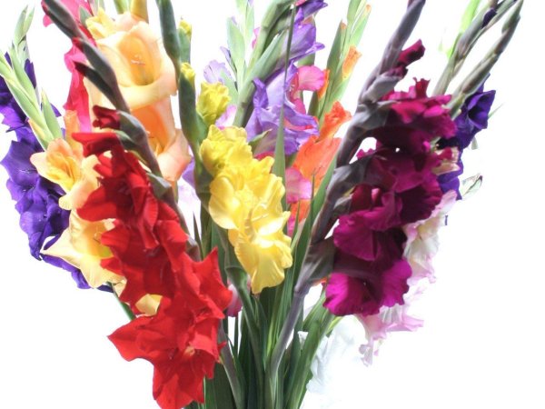букет гладиолусов
