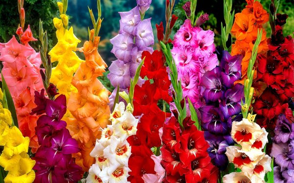 гладиолус валенсия