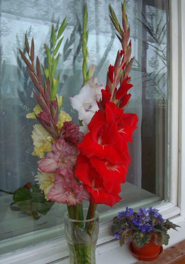 низкорослые гладиолусы гладиолусы