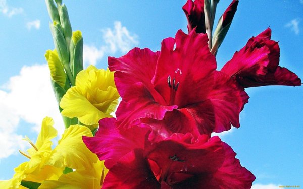 красивые гладиолусы