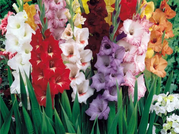 гладиолус лаймлайт