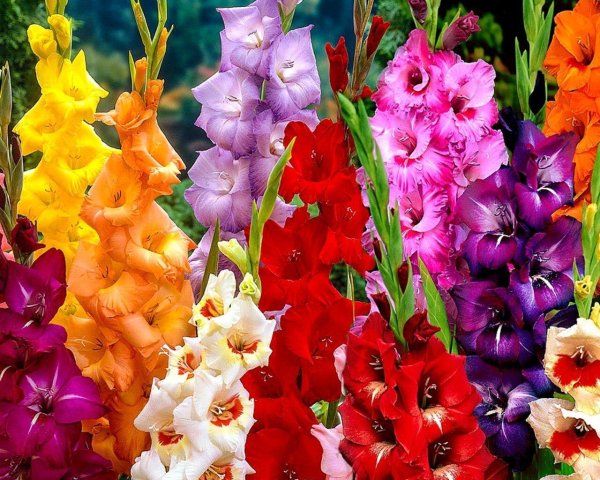 красивые гладиолусы
