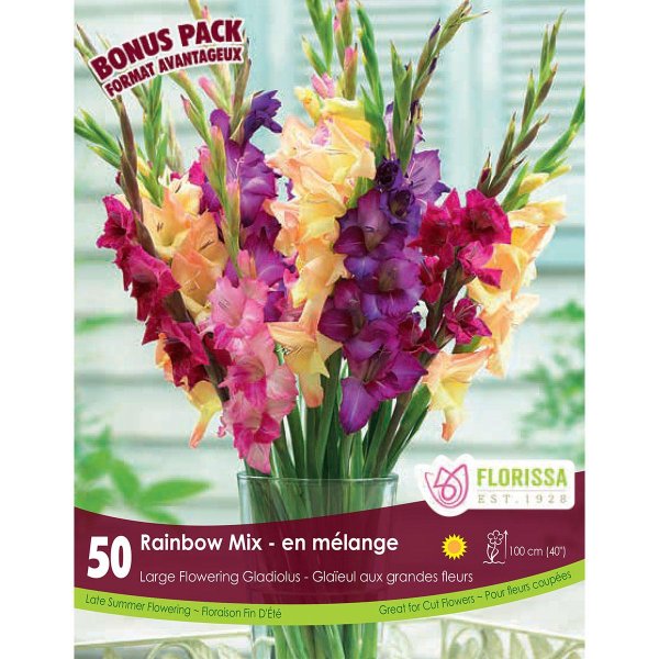 гладиолус gladiolus large flowering
