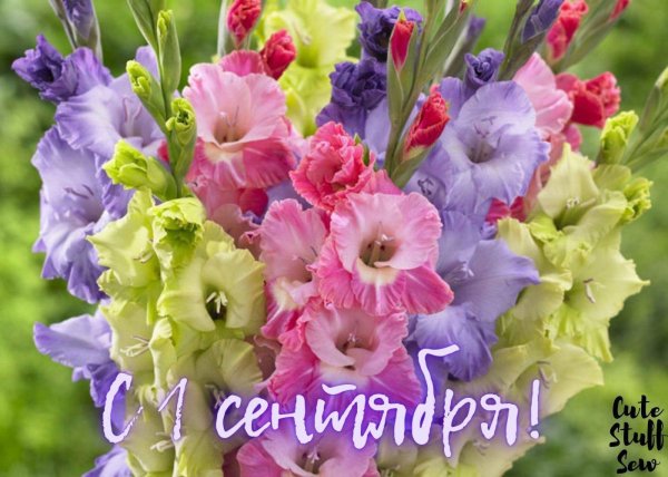 открытка гладиолусы