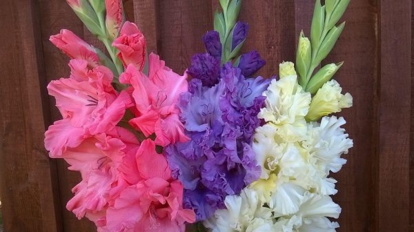 гладиолусы сорта возрождение