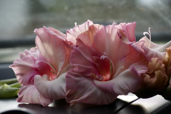 гладиолусы сорта