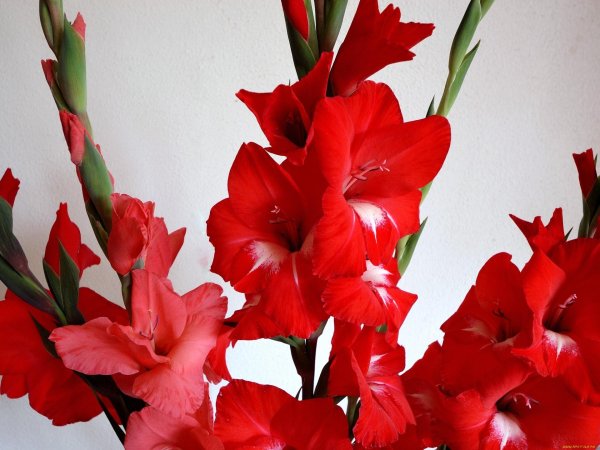 гладиолус traderhorn