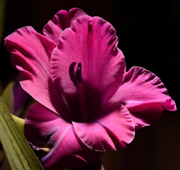 красивые гладиолусы