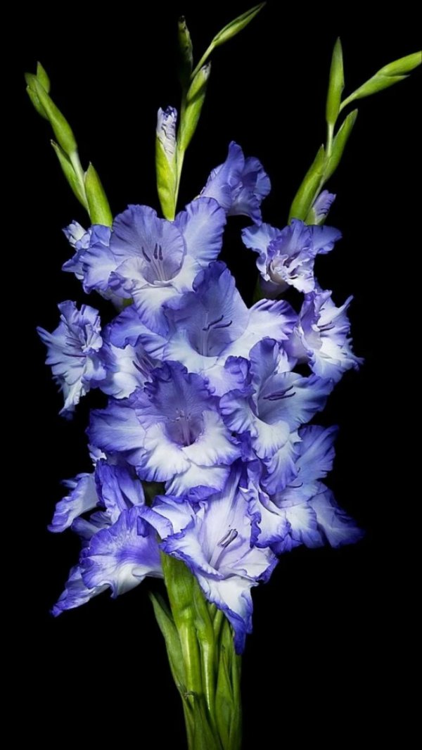 гладиолус синий