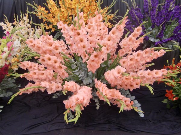 луковичные гладиолусы многолетние