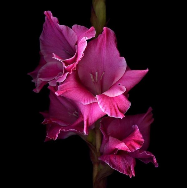 гладиолус венети